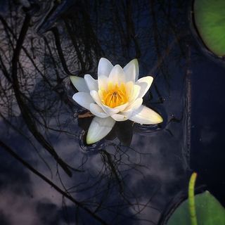 睡莲，水，花，自然，睡莲花，湖，自然照片，植物