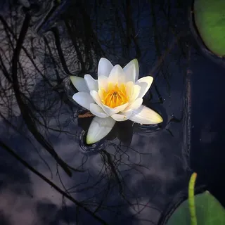 睡莲，水，花，自然，睡莲花，湖，自然照片，植物