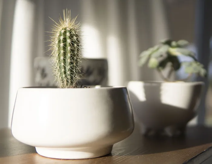 白色盆栽仙人掌植物特写照片