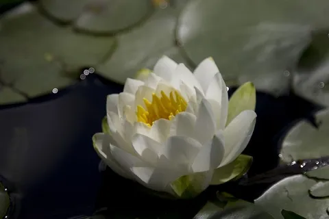 水礼来,花,池塘,开花植物,脆弱,自然之美,脆弱,新鲜 水礼来,花,池塘,开花植物,脆弱,自然之美,脆弱,新鲜