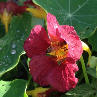 水芹，蜜蜂，花园，花，水芹，花，开花植物，脆弱性