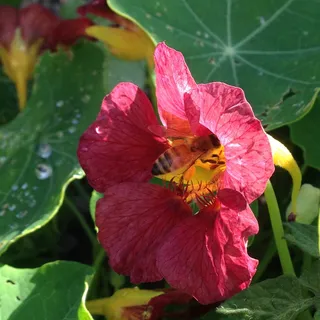 水芹，蜜蜂，花园，花，水芹，花，开花植物，脆弱性