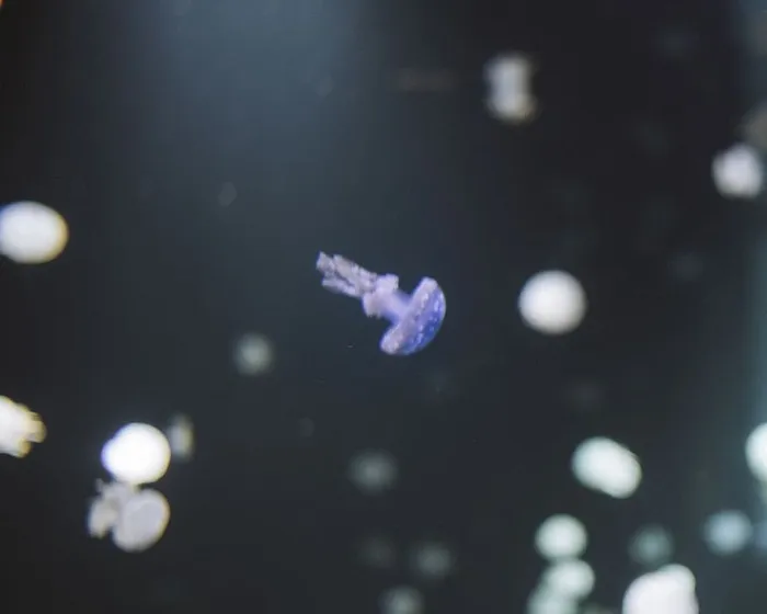 水母在水下，水母，没有人，自然，海洋，水，形状，海洋