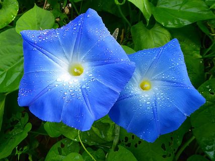 花朵、蓝色、牵牛花、夏天、植物、生长、脆弱性、大自然之美 花朵、蓝色、牵牛花、夏天、植物、生长、脆弱性、大自然之美