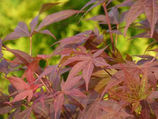 acer，sangokaku，不完整，红色，灌木，叶子，植物部分，植物
