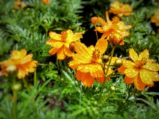 花，金，颈，绿，盛开，花园，漂亮，花蕾