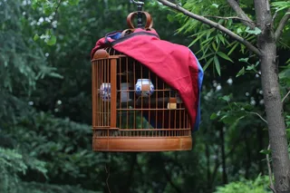 鸟笼, 鸟, 笼子, 户外活动, 自然, 树, 挂, 一天