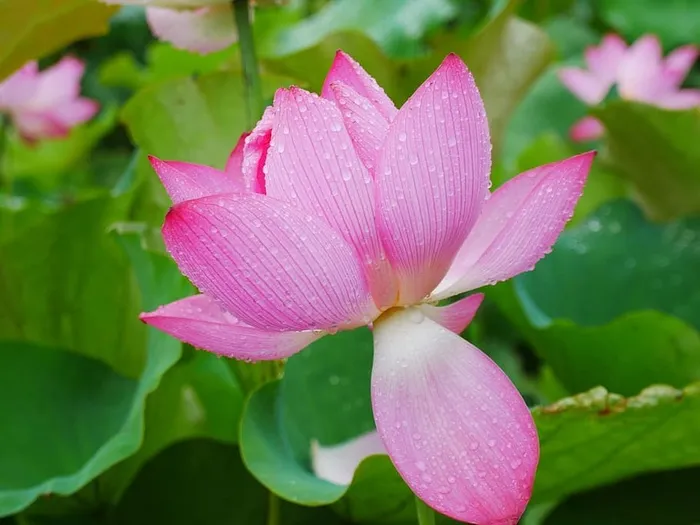植物，莲花，雨，湖北，武汉，花，开花植物，自然之美