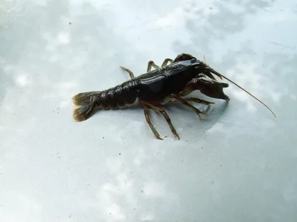 cambarus bartonii，小龙虾，cambarus bartonii，小龙虾，阿巴拉契亚溪小龙虾，小龙虾，溪流，自然，海鲜