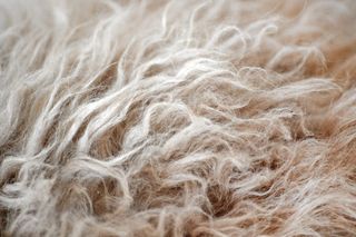 猫，毛皮，selkirk rex，猫毛皮，波浪形，荷叶边，猫毛，绵羊猫