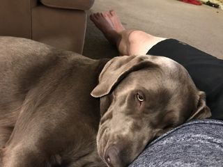 美国，帕克，11960年代的曲流路，狗，狗，家养，家畜，宠物