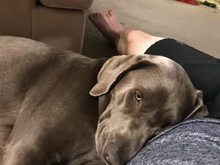 美国，帕克，11960年代的曲流路，狗，狗，家养，家畜，宠物