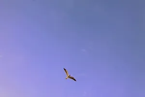 动物，鸟，飞行，天空，云，晴朗，蓝色，动物