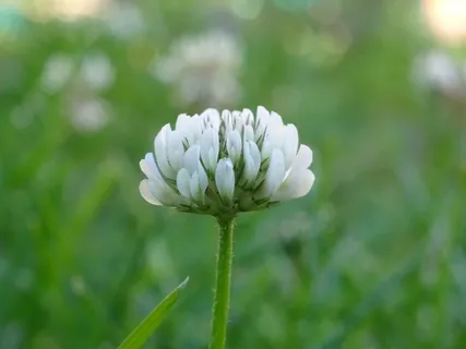 宏观,绿色,自然,植物,草,花,开花植物,脆弱性 宏观,绿色,自然,植物,草,花,开花植物,脆弱性