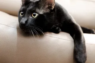 猫，宠物，哺乳动物，动物，黑猫，毛皮，宠物，黑色