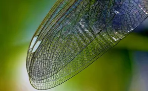 蜻蜓翼，自聚焦摄影，自然，近景，昆虫，翅膀，纹理，特写