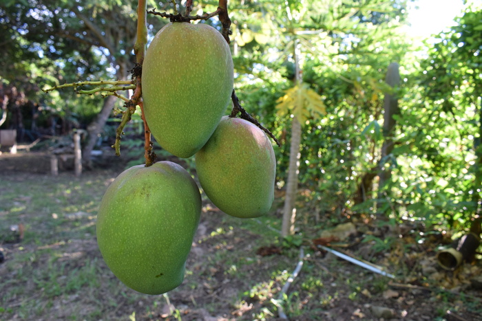 水果、哥伦比亚、芒果、绿色、自然、树木、食物、健康饮食