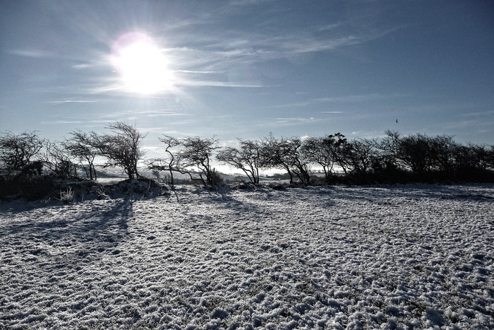 雪, 霜冻, 圣诞节, 爱尔兰, 树, 早上, 太阳, 冬天