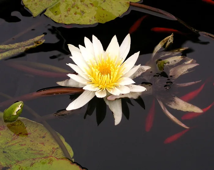 照片，白色，水，百合，锦鲤，池塘，自然，花朵