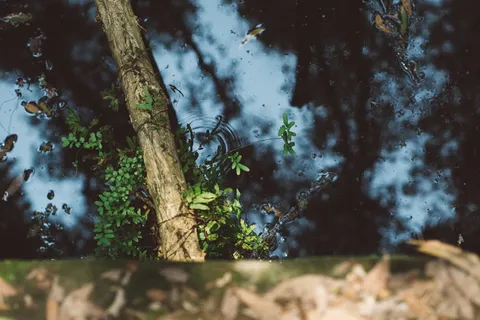 有树叶和树枝的水池