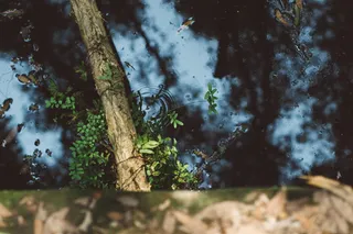 有树叶和树枝的水池