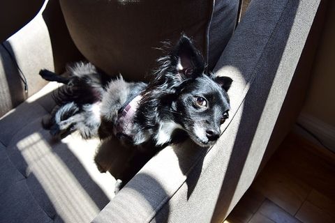 美国，华盛顿，小狗，黑狗，漂亮的狗，狗，家养，家畜