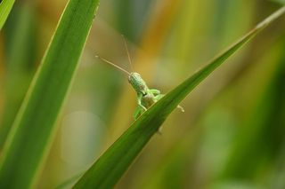 蚱蜢，昆虫，绿色，生物，动物，绿色，无脊椎动物，植物