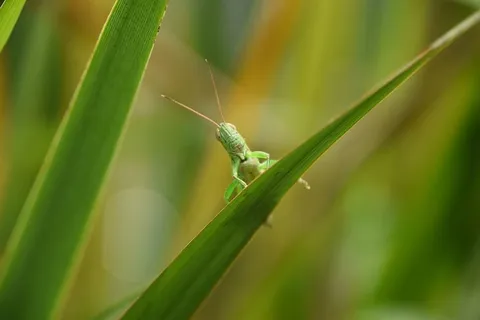 蚱蜢,昆虫,绿色,生物,动物,绿色,无脊椎动物,植物 蚱蜢,昆虫,绿色,生物,动物,绿色,无脊椎动物,植物
