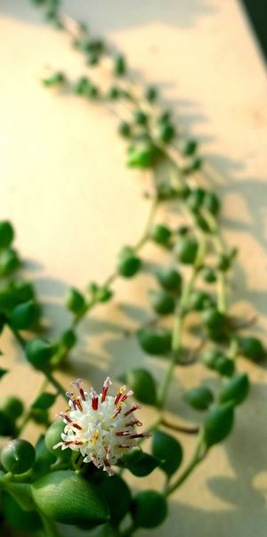 肉质、植物、绿色、花朵、开花植物、自然之美、生长、新鲜