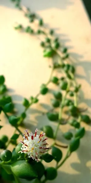 肉质、植物、绿色、花朵、开花植物、自然之美、生长、新鲜