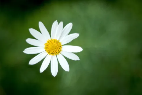 雏菊,植物,花,自然,皇室图像,开花植物,新鲜,自然之美 雏菊,植物,花,自然,皇室图像,开花植物,新鲜,自然之美