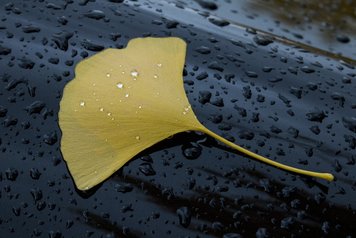 银杏落叶, 雨水, 雨水水滴, 非, 湿, 叶, 排水沟, 黄色
