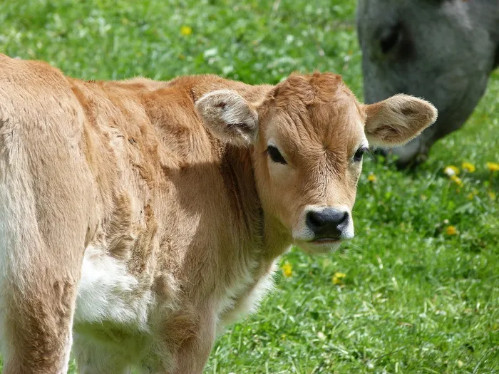 小牛肉，牛，农场动物，草地，夏天，动物主题，动物，哺乳动物