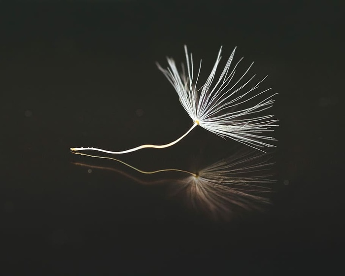 白色，蒲公英花，黑色，表面，种子，蒲公英，伞，关闭