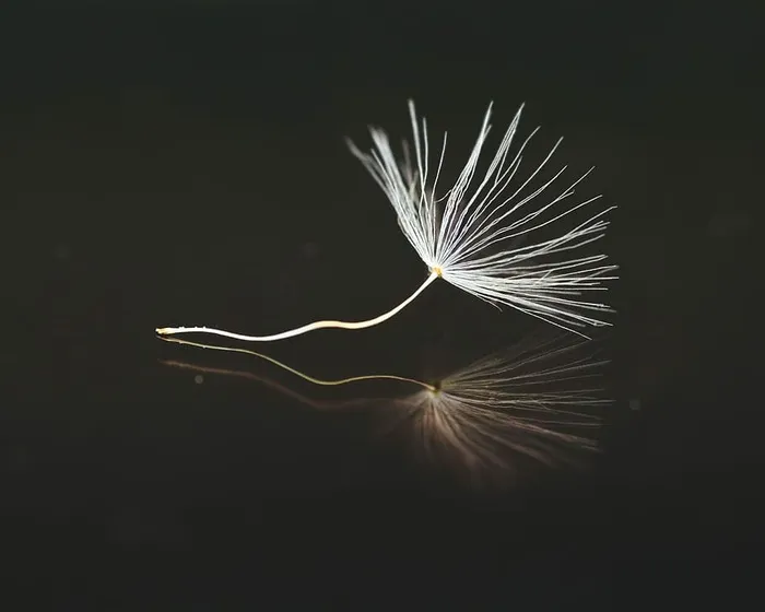 白色，蒲公英花，黑色，表面，种子，蒲公英，伞，关闭
