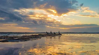 黄金、鸭子、塑料、杯子、垃圾、湖泊、秋天、灯光