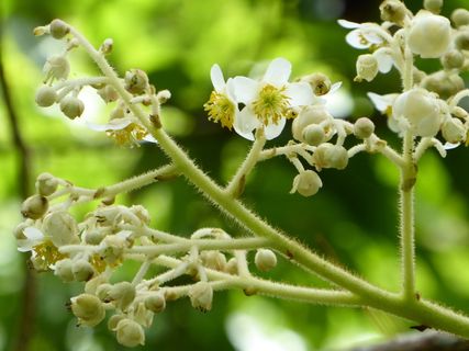 花，白色，黄色，斯特兰德，玛格丽特，植物，生长，开花植物