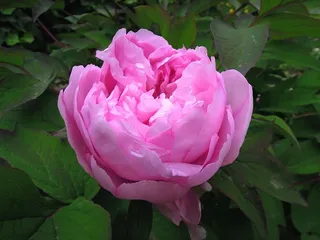 牡丹，花朵，粉色，白芍，粉色花朵，春天，花瓣，植物