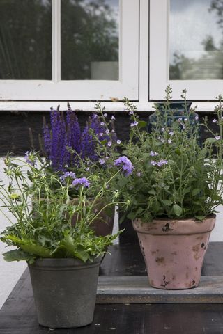 多年生植物，有，花，开花，紫色，生长，开花植物