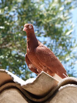 巴洛马、加泰罗尼亚、科隆、赛马、加泰罗尼亚科隆、赛鸽、普里奥拉特、乌拉利塔