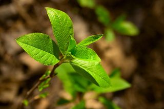 绿色，叶子，植物，生动，新鲜，发芽，自然，地球