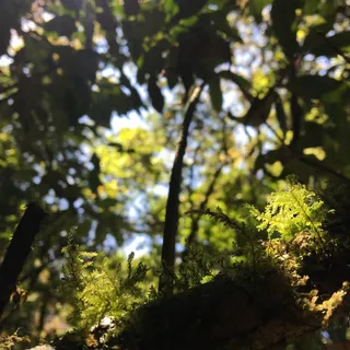 doi inthanon，自然，山，高，美，天，花，蓝天