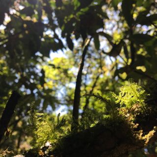 doi inthanon,自然,山,高,美,天,花,蓝天 doi inthanon,自然,山,高,美,天,花,蓝天