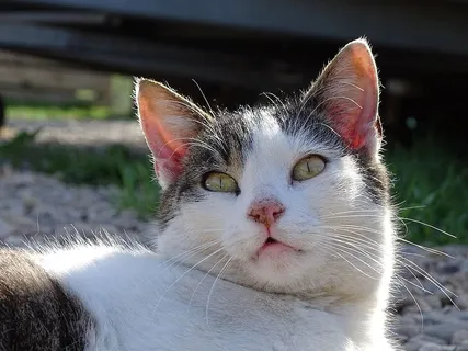 猫,可爱,宠物,家猫,猫脸,家养,哺乳动物,宠物 猫,可爱,宠物,家猫,猫脸,家养,哺乳动物,宠物