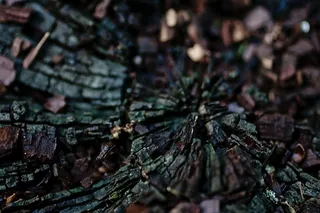 无标题，自然，景观，土壤，树木，树皮，树干，昆虫