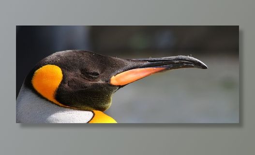 选择性，聚焦摄影，棕色，黑色，鸟，企鹅，北极，动物园