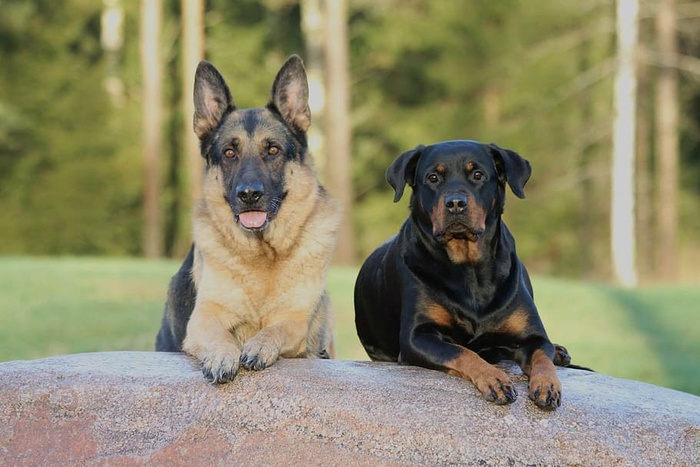 成年，黑色，棕褐色，德国牧羊犬，桃花心木罗威犬，狗，狗，罗威犬