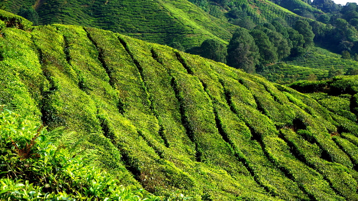 茶园，绿色，田地，种植园，自然，夏天，草地，景观