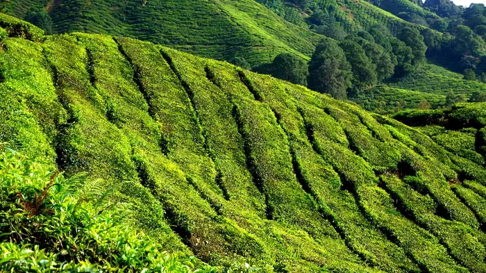 茶园，绿色，田地，种植园，自然，夏天，草地，景观