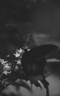 动物，昆虫，无脊椎动物，鸟类，夏季，宏观，自然，蝴蝶